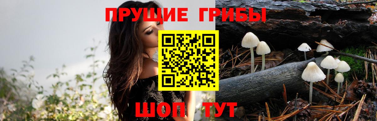 Галлюциногенные грибы MAGIC MUSHROOMS  Вход с VPN  Качканар  Псилоцибиновые грибы прущие грибы 